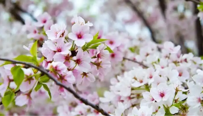 Shop Cherry Blossom Trees Online | FastGrowingTrees