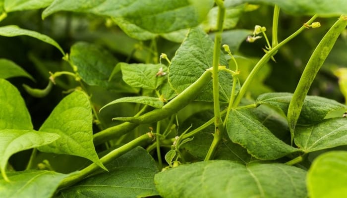 A close look at several bush bean plants growing outdoors.