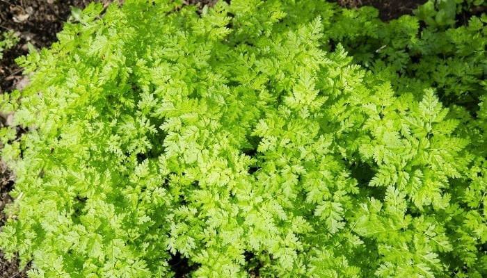 A healthy chervil plant as viewed from above.