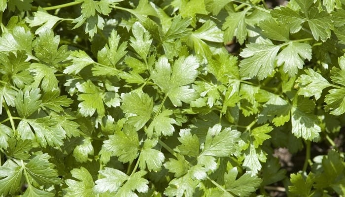 Healthy cilantro plants growing in a garden.