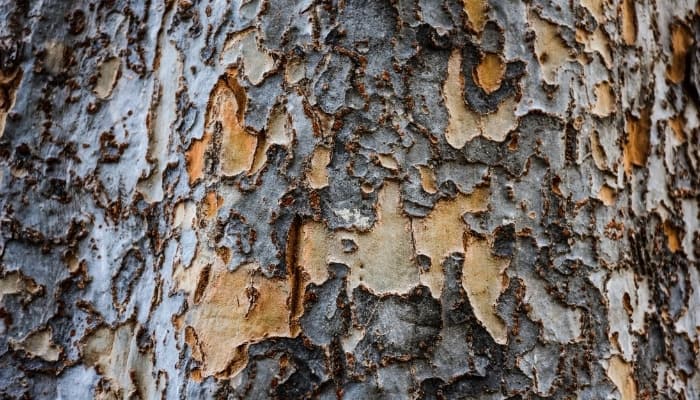A close look at the bark of a mature Chinese elm tree.