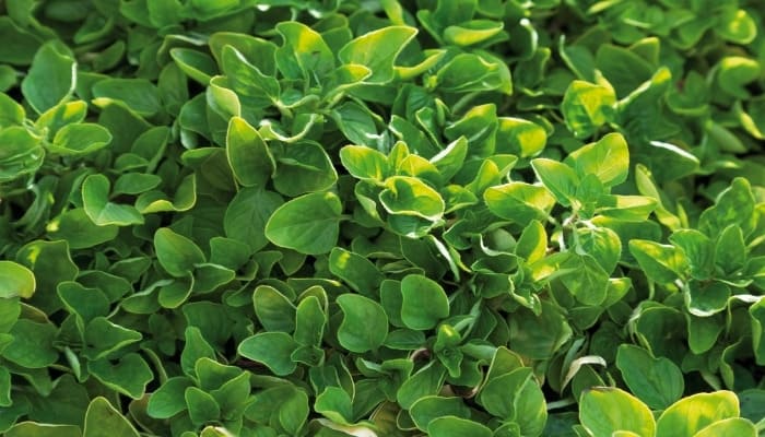 A close look at a healthy marjoram plant.