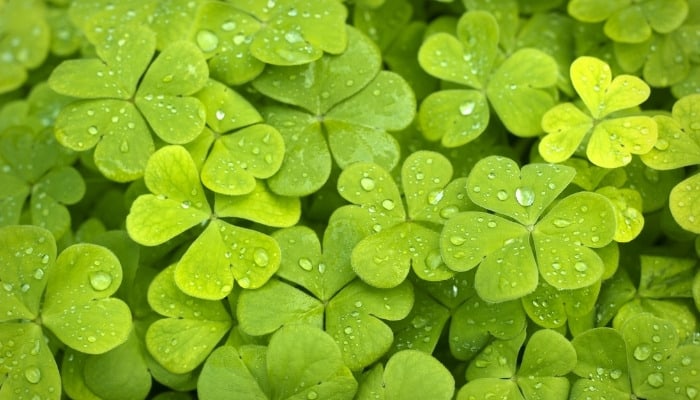 A patch of clover with small water droplets on the leaves.