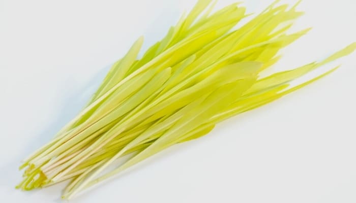 A small bunch of corn microgreens on a white background.