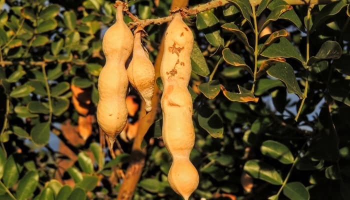 The branches of a desert ironwood tree with seed pods.