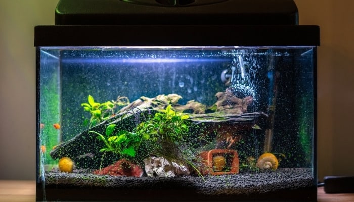 A fish tank in need of cleaning.