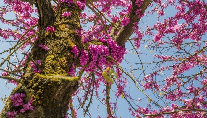 Looking up into an eastern redbud tree in bloom with moss on the trunk.