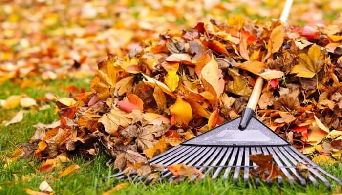 Colorful autumn leaves being raked.