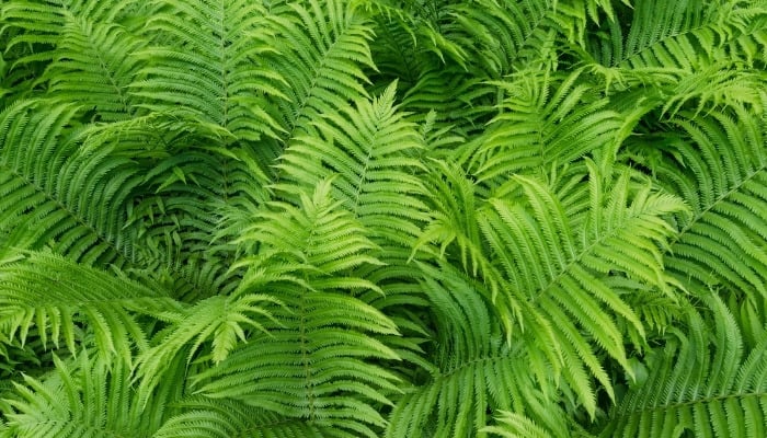 Pretty, green fern fronds