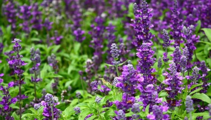 The tall, purple flowers of several lavender plants.