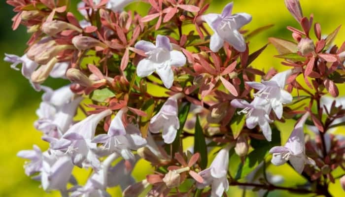 A close look at the white flowers of an abelia bush.