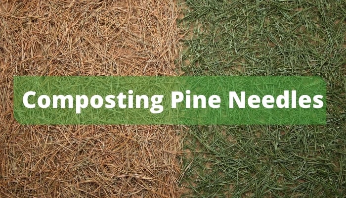 Fresh and dried pine needles with "Composting Pine Needles" overlaid.