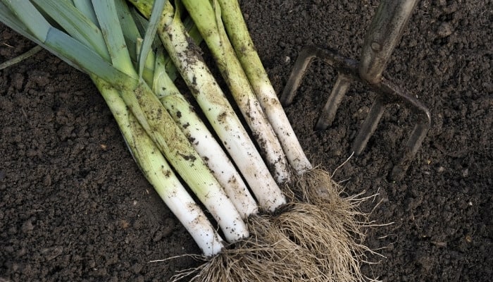 Six freshly harvested leeks lying in the dirt.