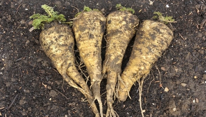 Four parsnips that have just been pulled from the ground.