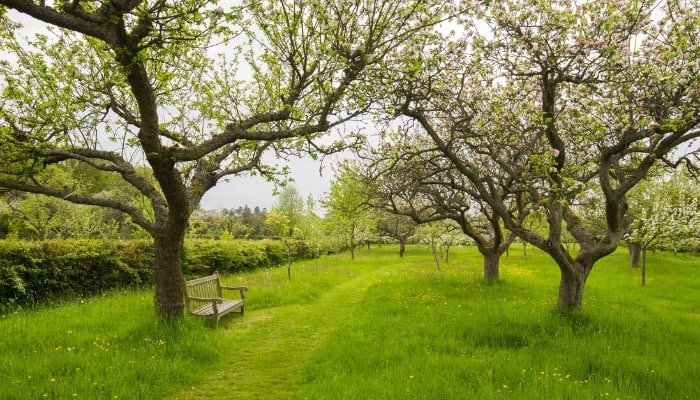 A small home orchard with a rustic bench for relaxing.