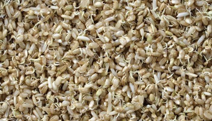 A full-screen view of sprouted grains of brown rice.