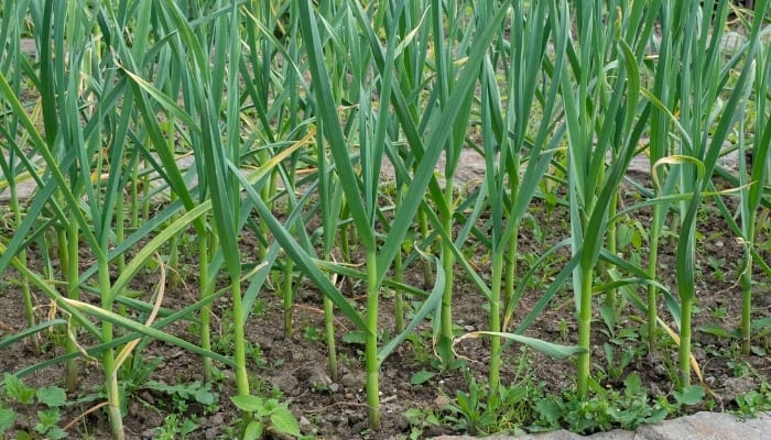 Rows of young garlic plants in a garden.