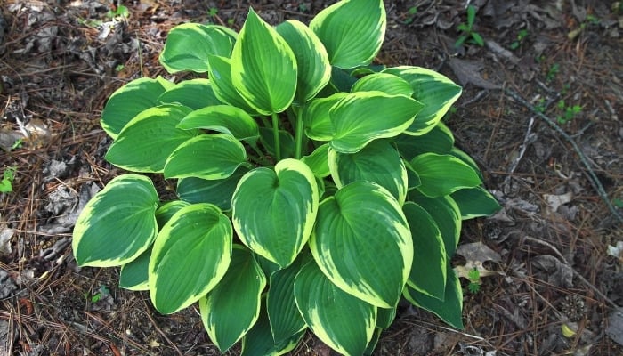 A hosta plant with green leaves edged with creamy yellow.