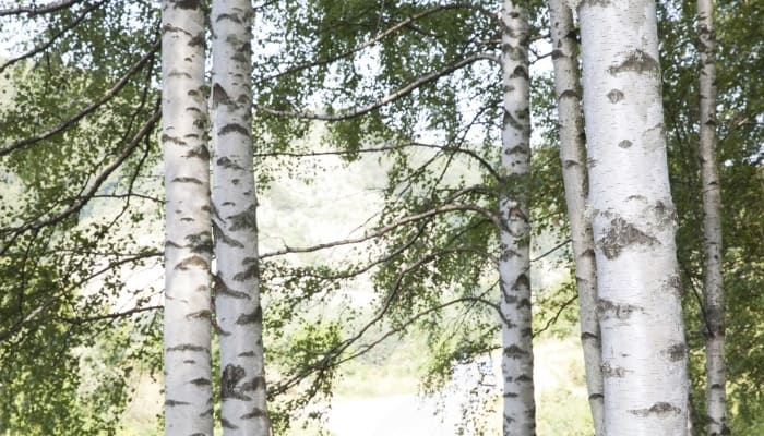 A group of birch trees with smooth, white bark.