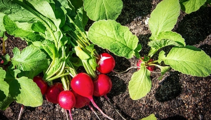 Several freshly harvested radishes lying beside some still in the ground.