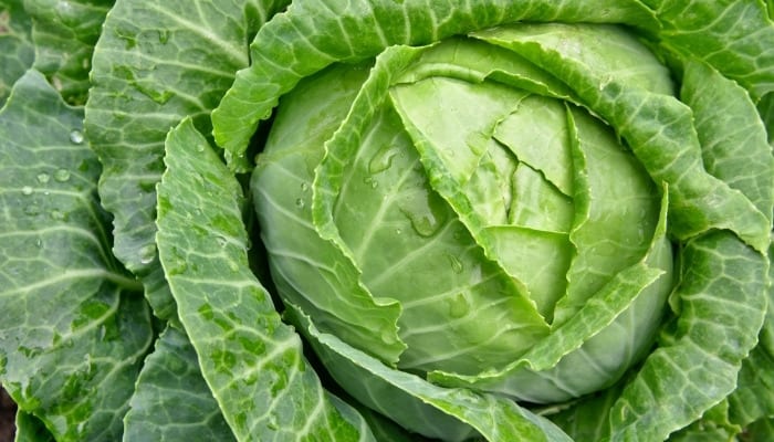 A mature head of cabbage.