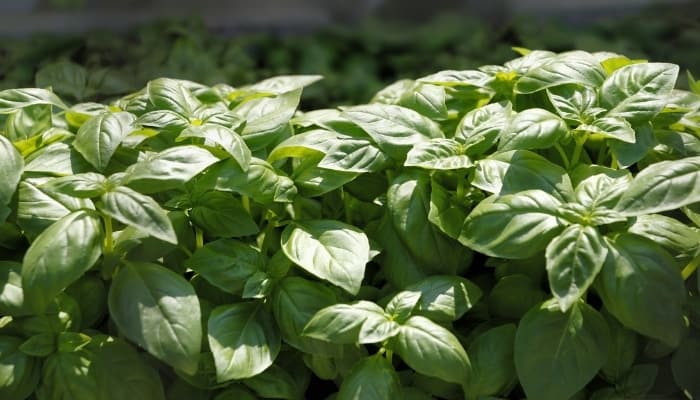 Healthy basil plants growing happily in a garden.