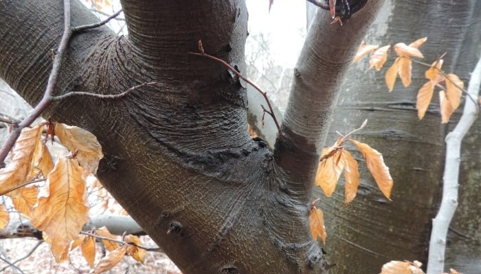 A close look at the smooth bark of a hornbeam tree.