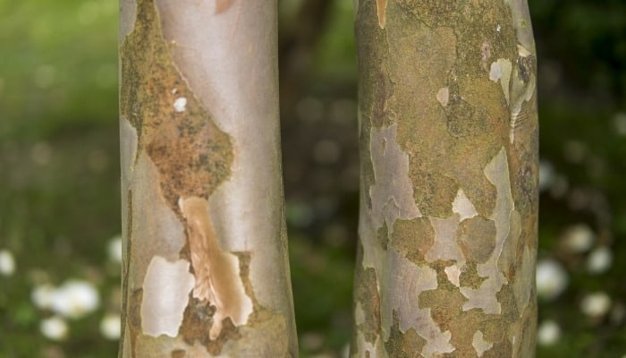 A close look at the trunk of a Japanese Stewartia tree.