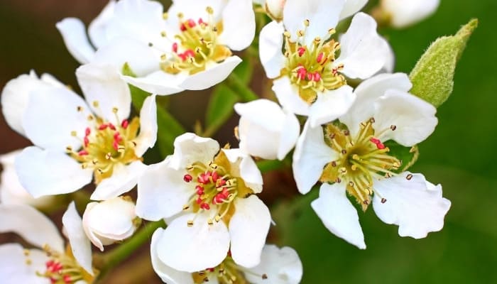 Bright-white flowers on a Kieffer pear tree.