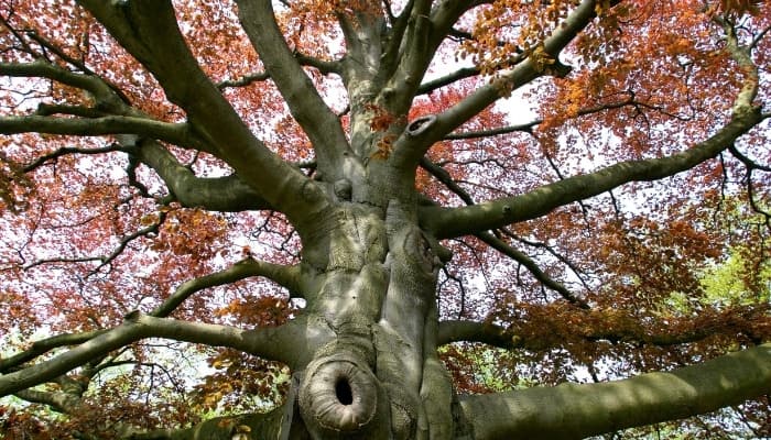 Looking up into the top of a very large, old beech tree.