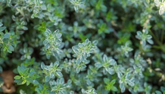 A close look at the stems and leaves of lemon thyme.