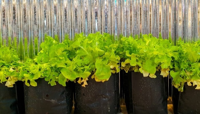 Several grow bags full of lettuce.