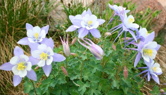 Pretty, light-blue flowers on a columbine plant.