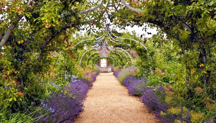 Several archways made of pretty vines overhanging purple lavender blooms.