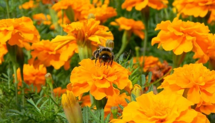 Yellow marigolds in full bloom with a visiting bee.