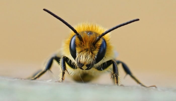 The front view of a mason bee up close.