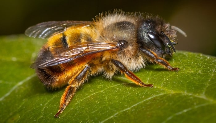 Close view of a mason bee resting on a green leaf.