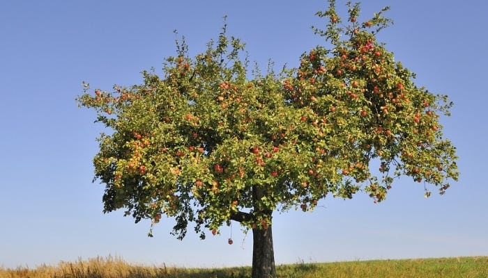 A mature apple tree with fruit standing tall in a meadow.