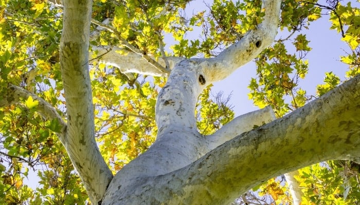 Looking up into a Mexican sycamore tree.