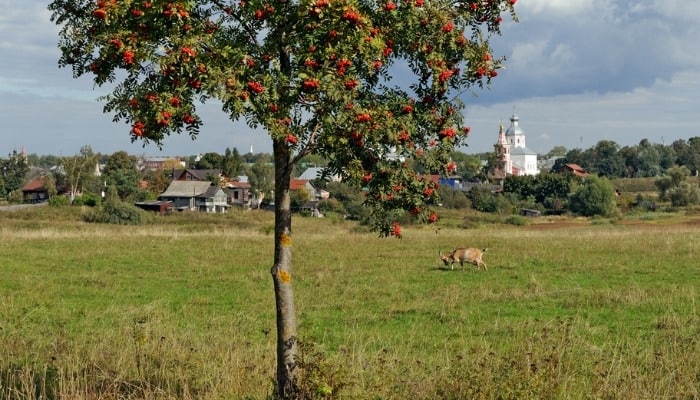 A mountain ash tree with red berries and a goat in the background.