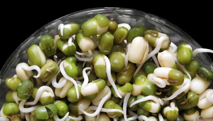 A jar of mung beans just beginning to sprout against a black background.