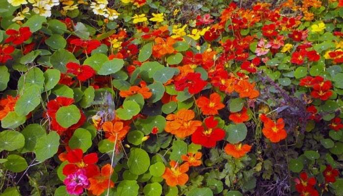 Colorful nasturtiums in red, orange, and yellow.