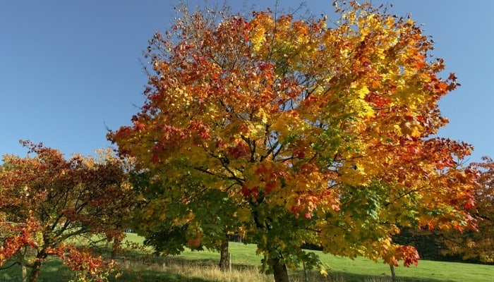 A Norway maple tree in fall colors.
