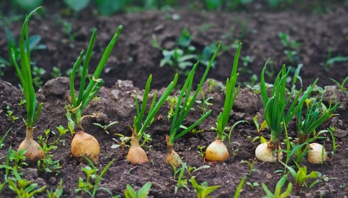 A row of young onion plants growing in a garden.