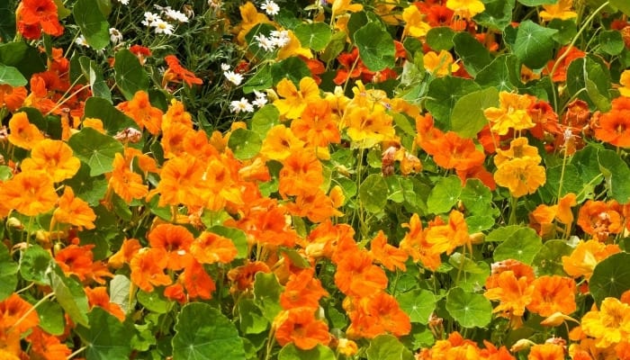 Pretty orange and yellow nasturtiums in full bloom.