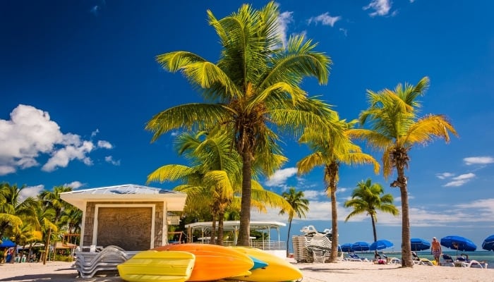 Several palm trees on a Florida beach under a crystal-clear blue sky.