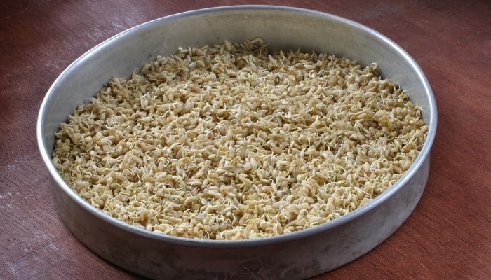 A pan of sprouted brown rice sitting on a table.