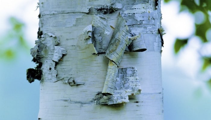 A close look at the peeling bark of a paper birch tree.