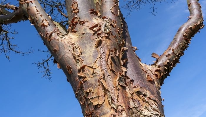 A close look at the bark of a paperbark maple tree.