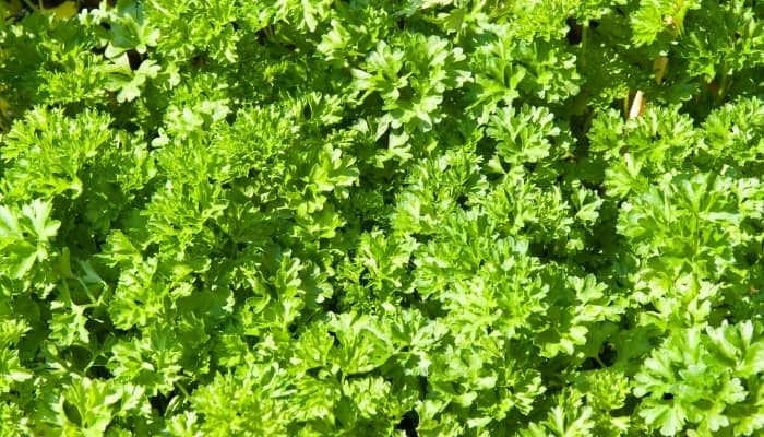 Healthy parsley plants in a garden viewed from above.